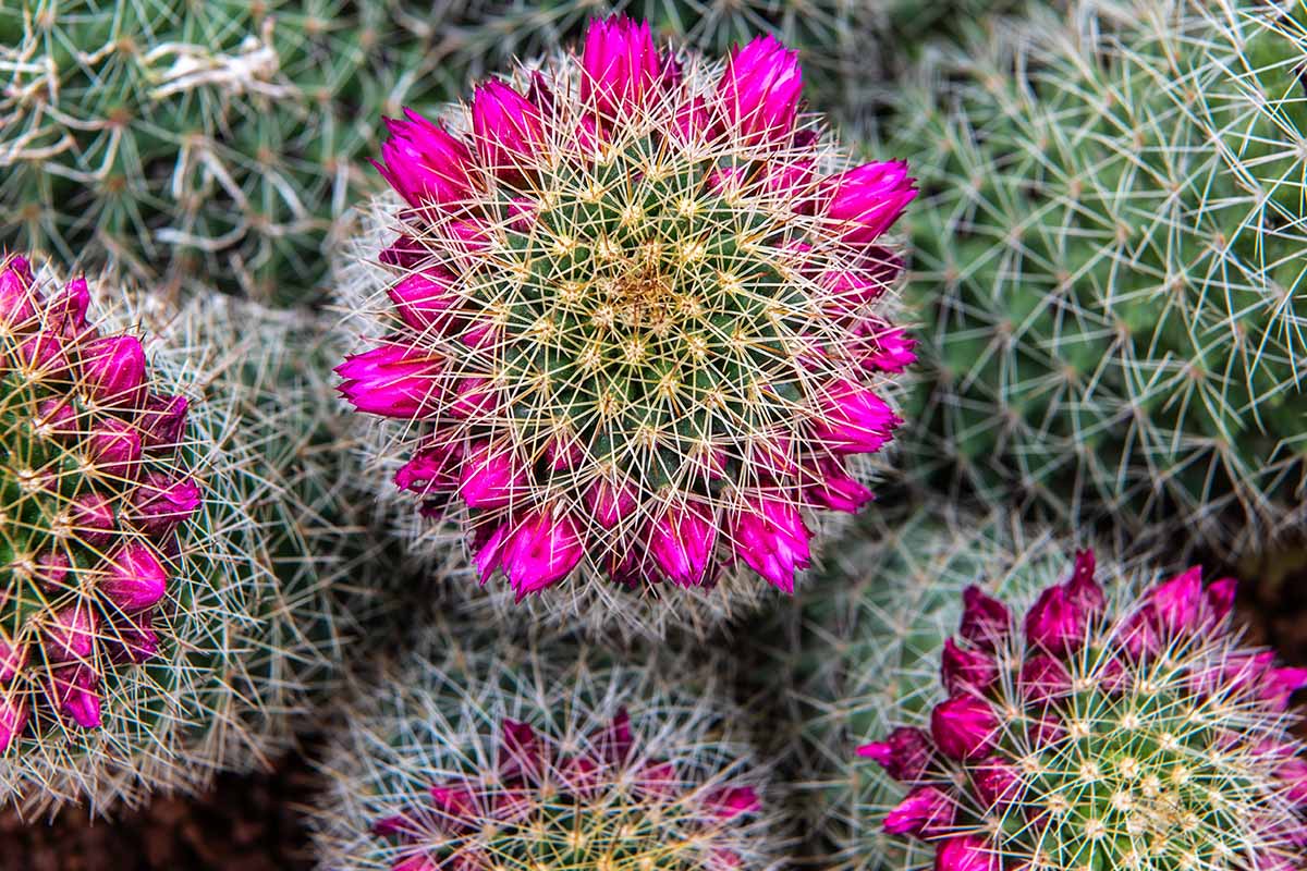 A close up top down image of pincushion cactus in full bloom.