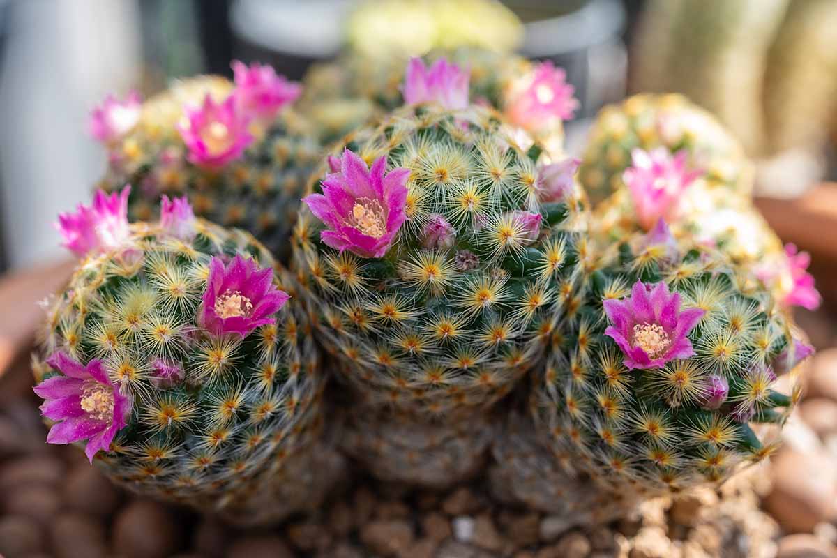 A close up horizontal image of a Mammillaria schiedeana in full bloom growing in a pot indoors.