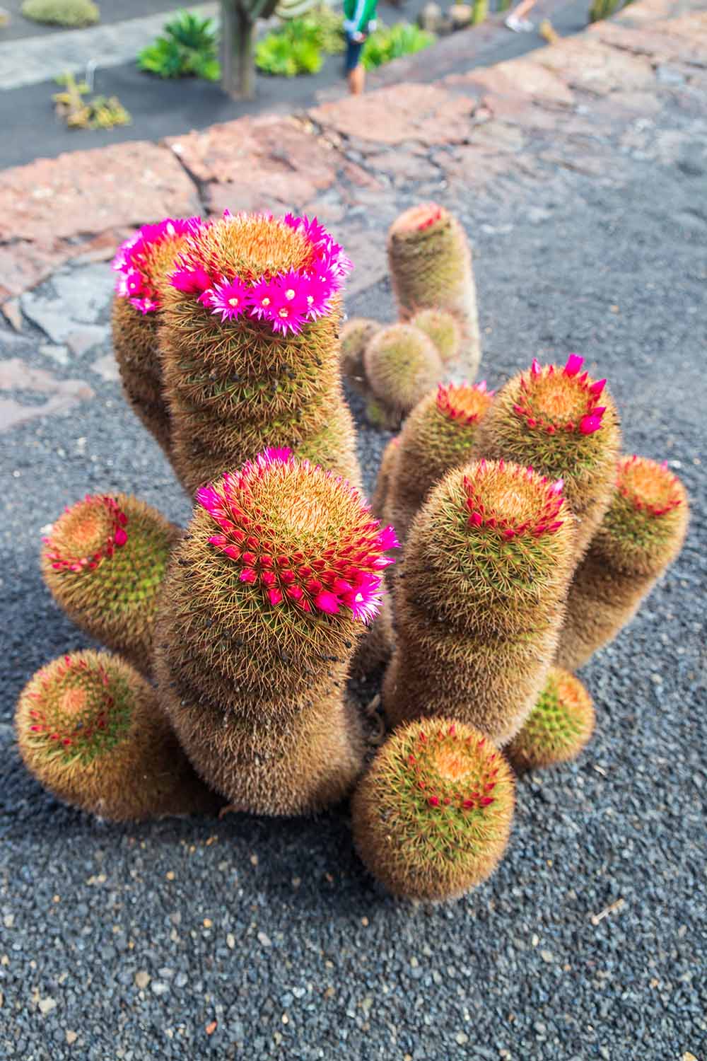 A close up vertical image of a pincushion cactus growing outdoors in a xeriscape.