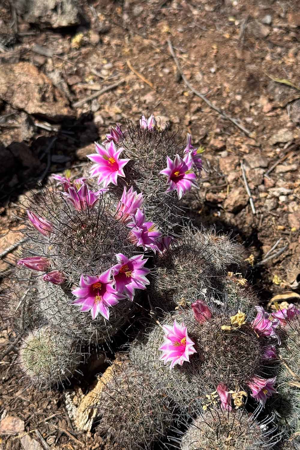A close up vertical image of mammillaria plants in bloom growing wild outdoors.