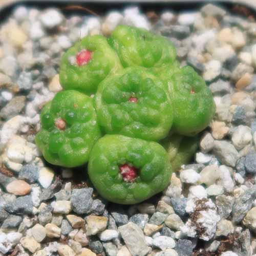 A close up square image of mammillaria 'Fred' growing in a small pot surrounded by pebbles.