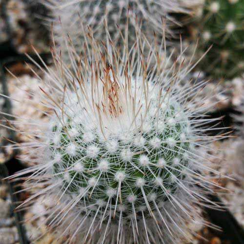 A close up square image of a small cactus plant in a pot.