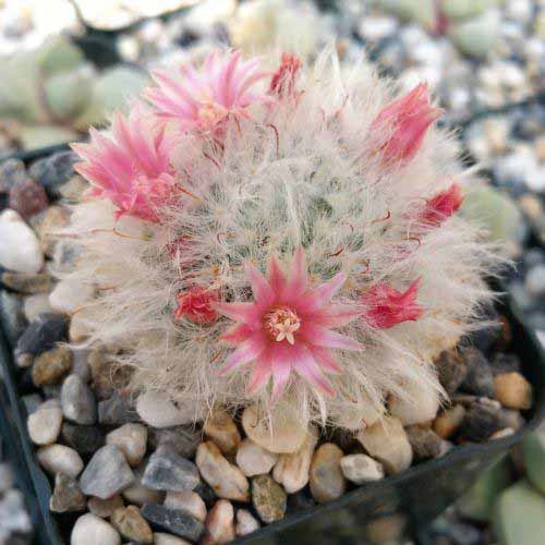 A close up square image of Mammillaria multilanata with light pink flowers growing in a small plastic pot.