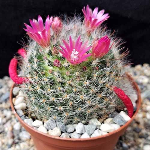 A close up square image of a Mammillaria bocasana v. rosalviflora growing in a pot in bloom with pink flowers.
