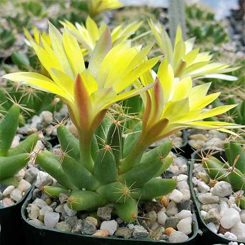 A close up square image of Mammillaria longimamma plants in small pots, in full bloom with yellow flowers.