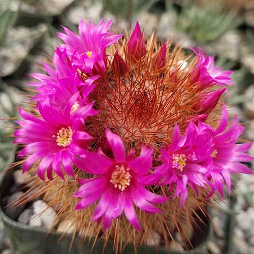 A close up square image of Mammillaria spinosissima with bright pink flowers.