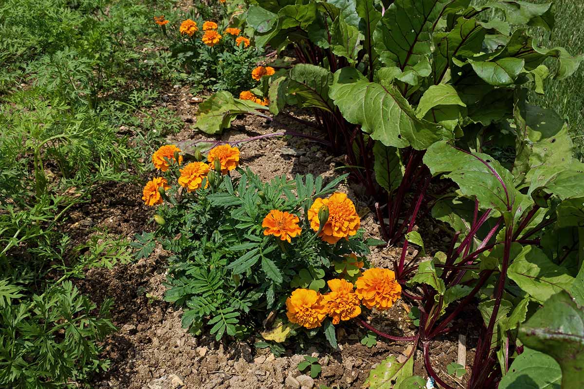 A close up horizontal image of marigolds growing as companion plants in the garden.