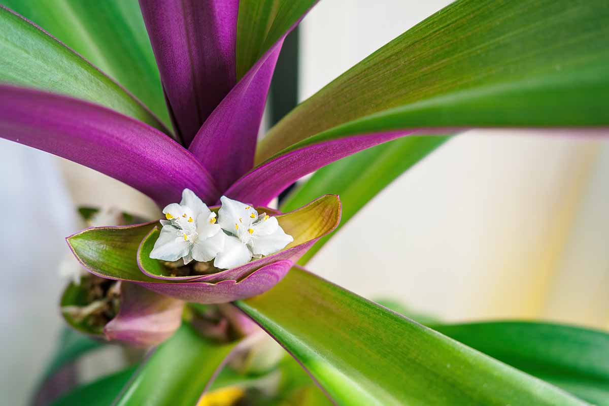 A close up horizontal image of the foliage and tiny white flowers of the Moses in a cradle spiderwort plant pictured on a soft focus background.