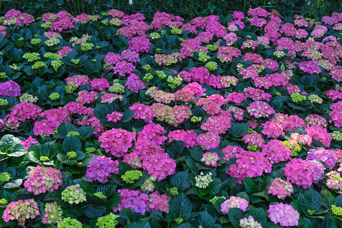 A close up horizontal image of a mountain hydrangea with different colored blossoms, growing in the garden.