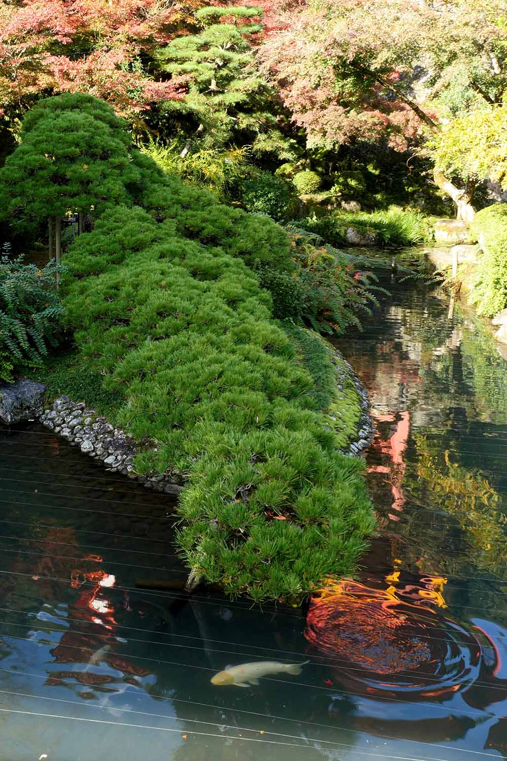 A lake in a forest, with a white fish in the foreground, bright green vegetation on a small peninsula jutting into the water. The trees in the background have autumn colors, in light sunshine.