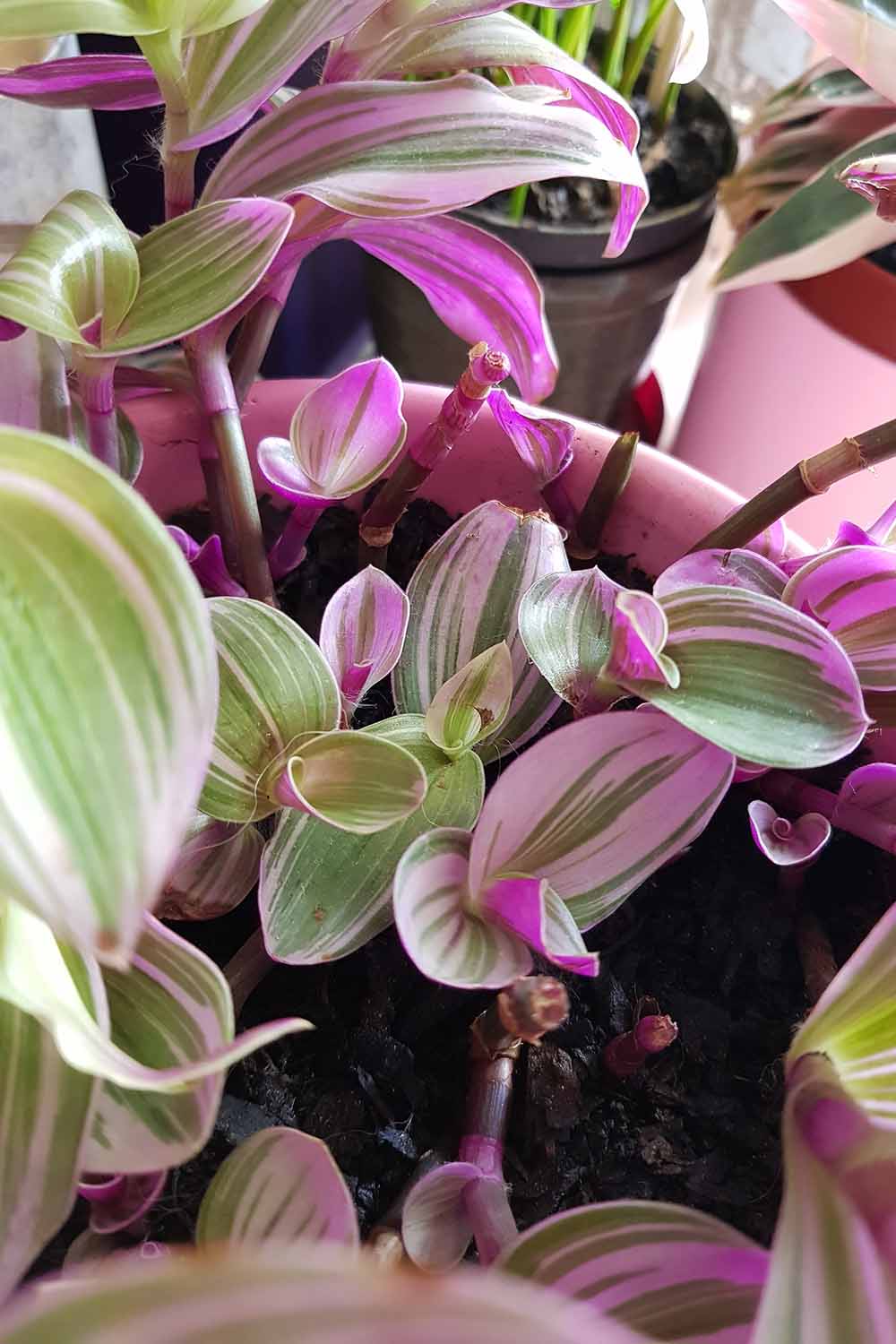 A vertical image of the purple and light green foliage of Tradescantia 'Nanouk' growing in a container under an indoor grow light.