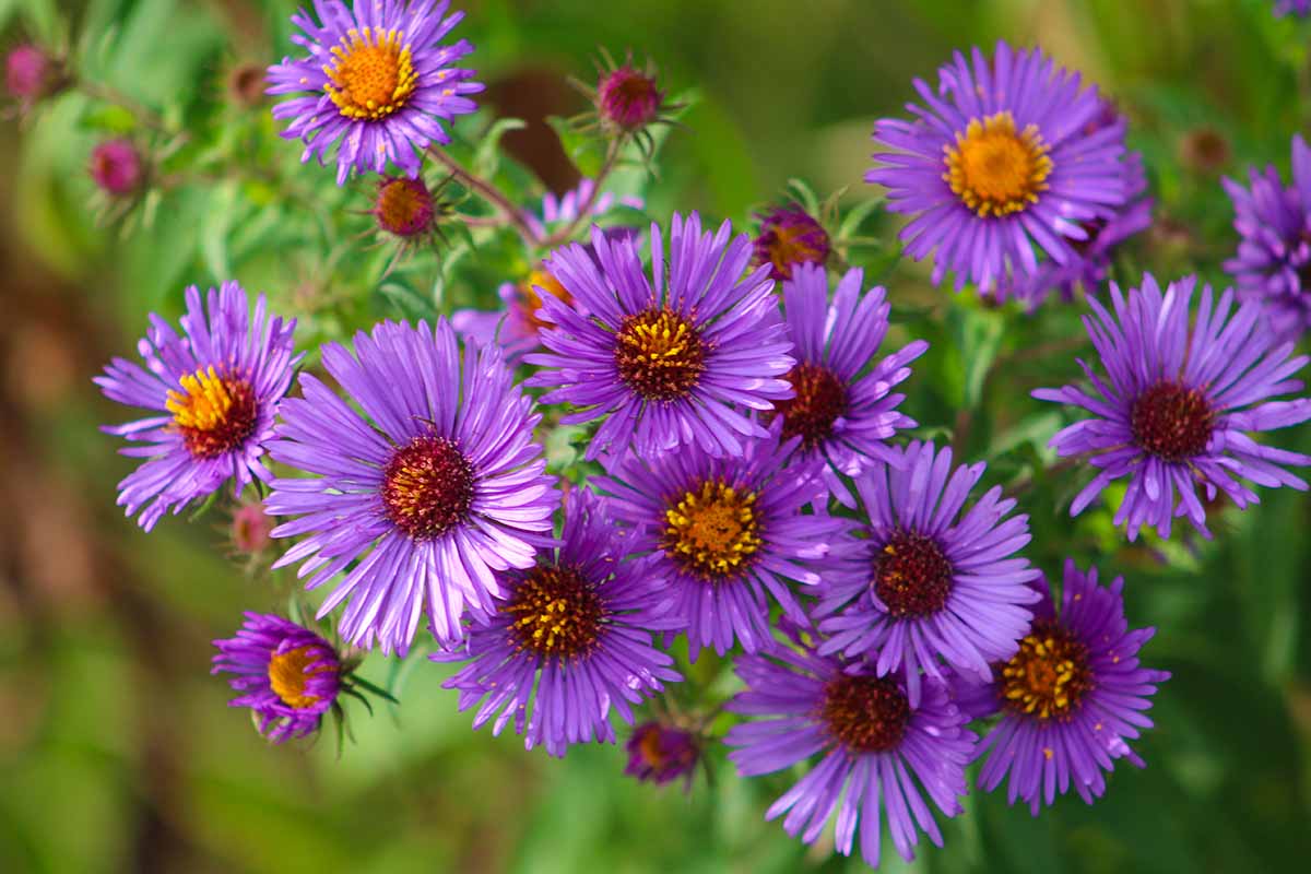 A close up horizontal image of purple blue New England aster flowers pictured on a soft focus background.