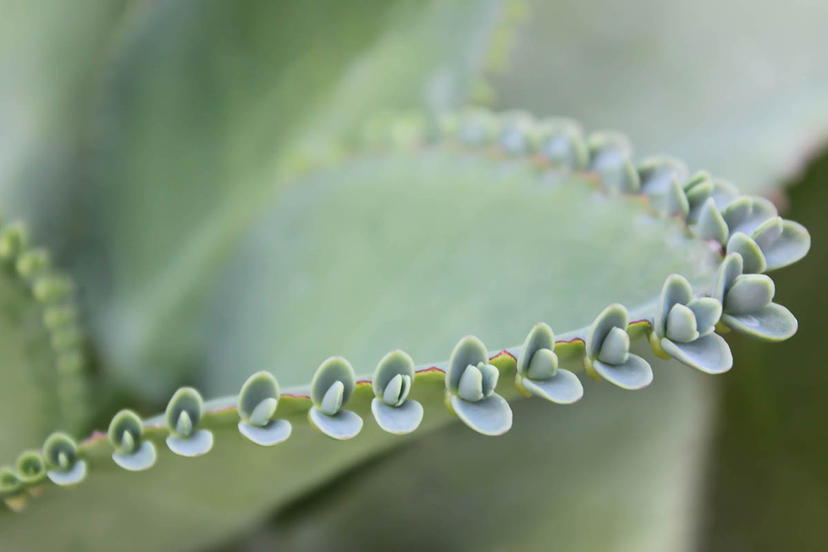 A close up horizontal image of Kalanchoe pinnata, a succulent that drops plantlets, perfect for propagating.