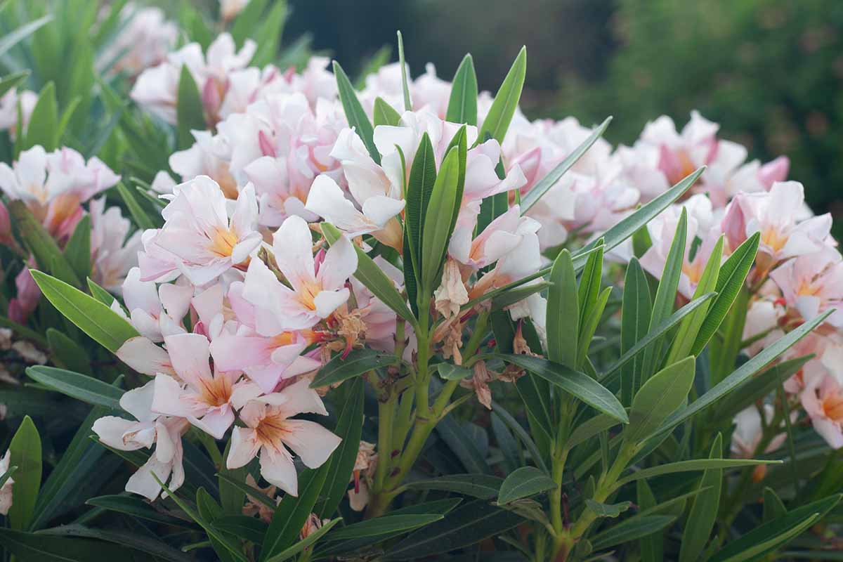 A close up horizontal image of flowering oleander growing in the garden.