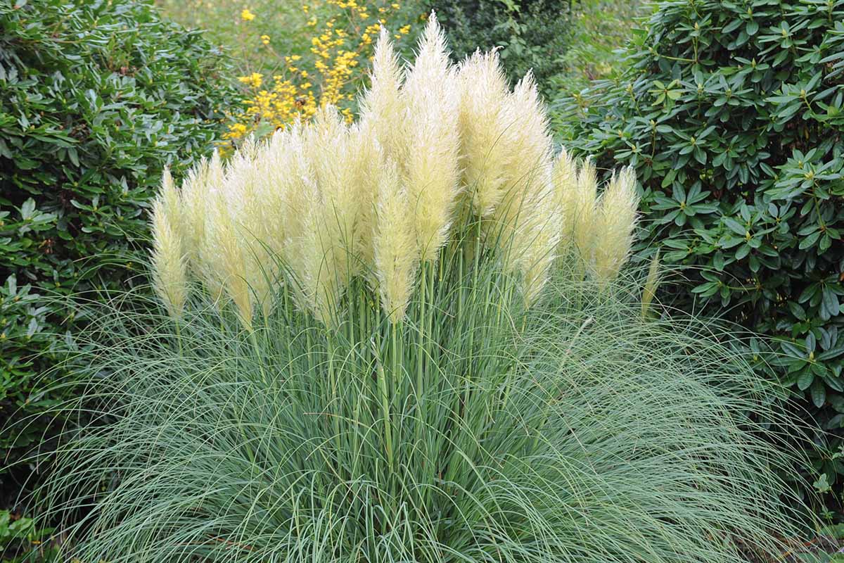 A close up horizontal image of Cortaderia selloana or Pampas grass growing in a residential backyard.