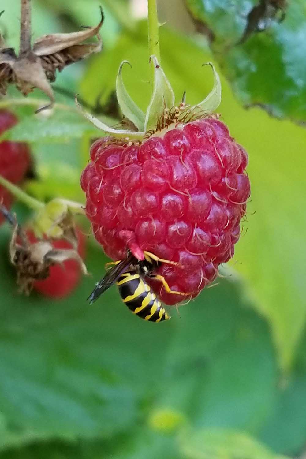 A close up vertical image of a yellowjacket eating a raspberry in the garden.