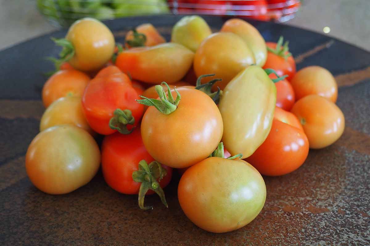 A close up horizontal image of a selection of tomatoes set on the countertop to ripen. Fruits are at various stages, some still green and others almost red.