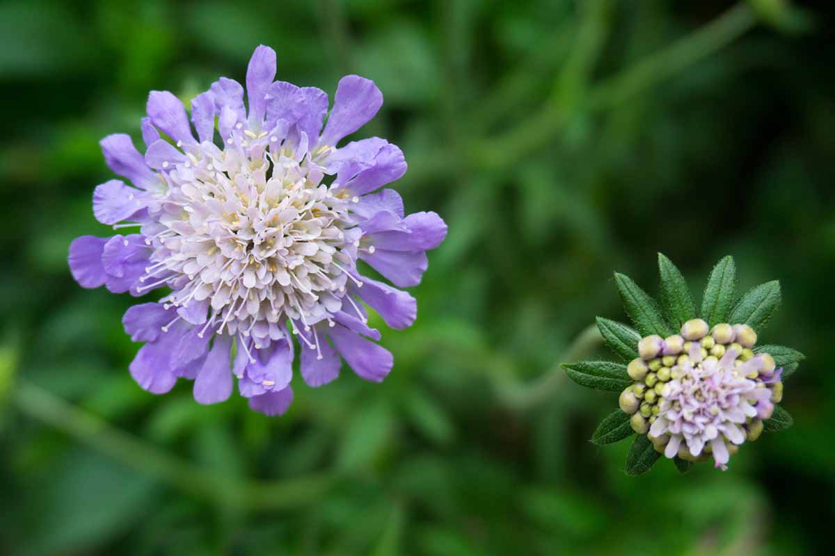 A close up horizontal image of a blue pincushion flower with a white center pictured on a green soft focus background.