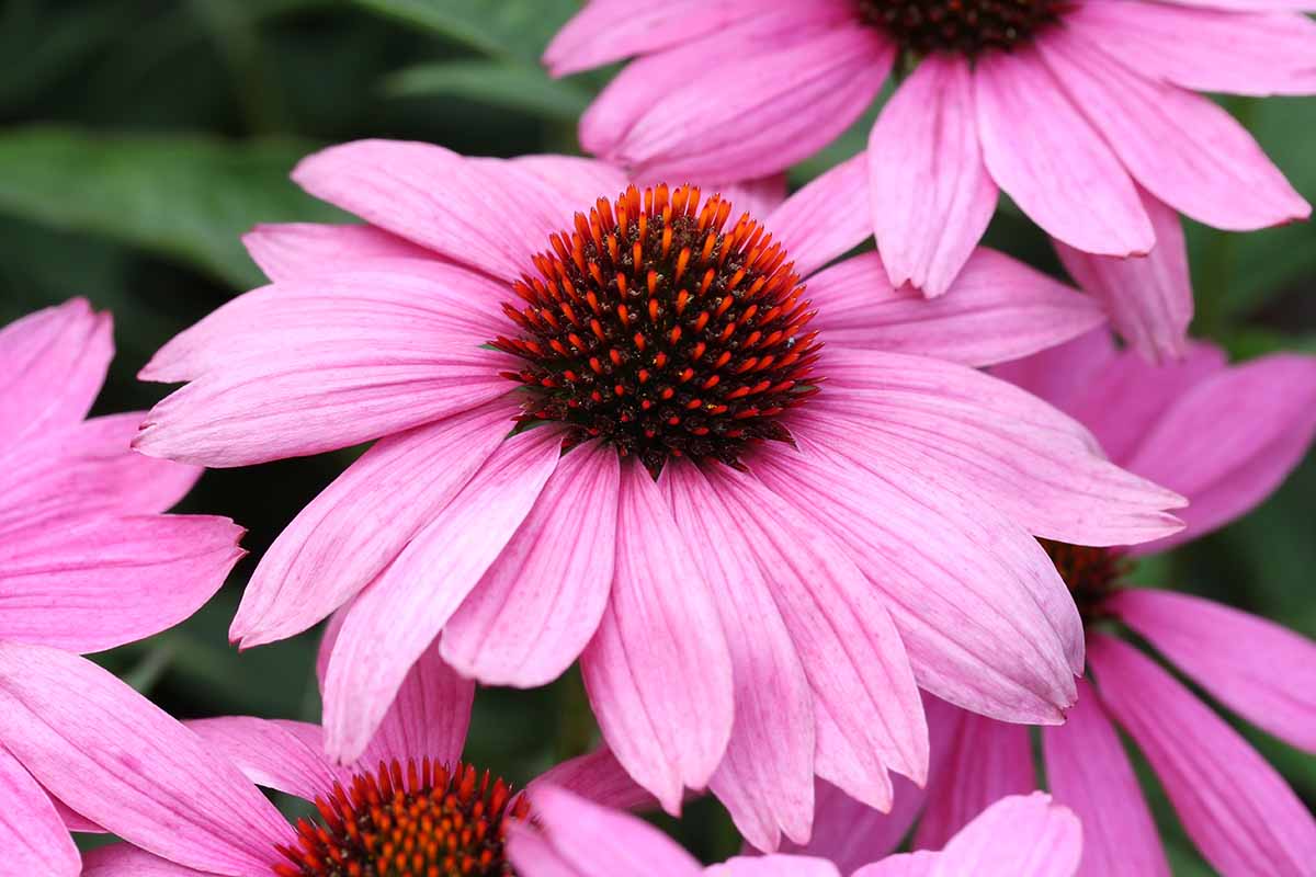 A close up horizontal image of purple coneflowers (Echinacea purpurea) pictured on a soft focus background.