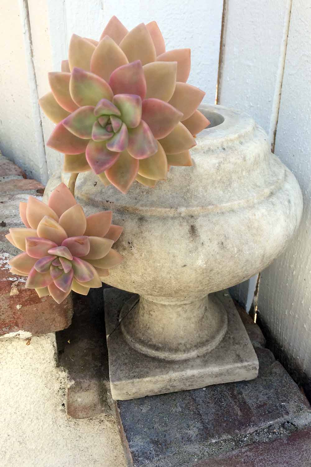 A close up vertical image of succulents growing outdoors in a concrete planter.