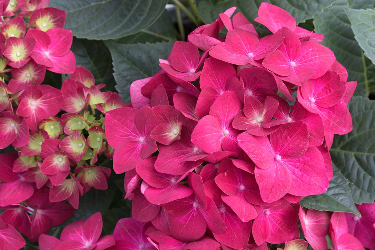 A close up horizontal image of a bright crimson flower pictured with foliage in soft focus in the background.