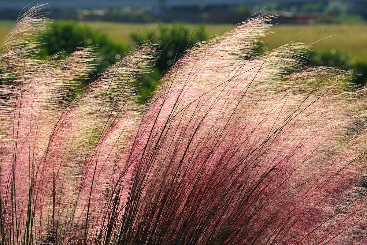 Ornamental grasses shown leaning towards the right of the frame in a light wind. The sun is reflected through the wispy ends, and the dark stems contrast against light pinks. The background is soft focus grass and shrubs.