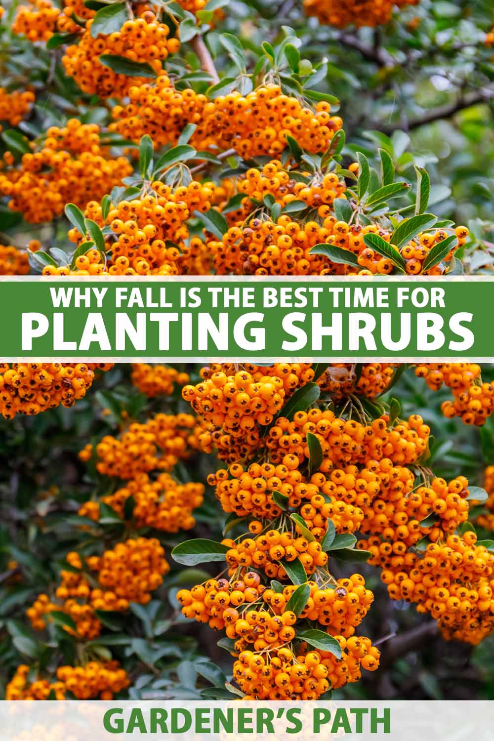 A close up vertical image of the bright orange berries of a pyracantha shrub growing in the landscape. To the center and bottom of the frame is green and white printed text.