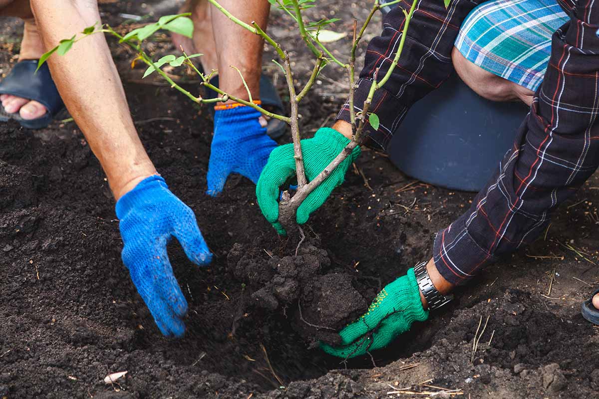 Two pairs of human arms and hands move a small rose bush into a hole for a fall transplant.