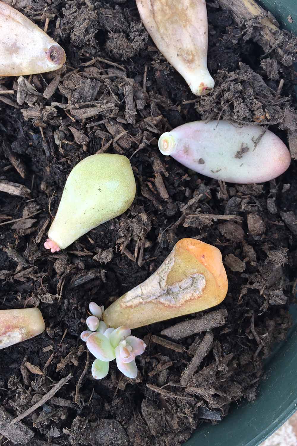 A close up vertical image of succulent leaves that have been planted in soil and are starting to grow.