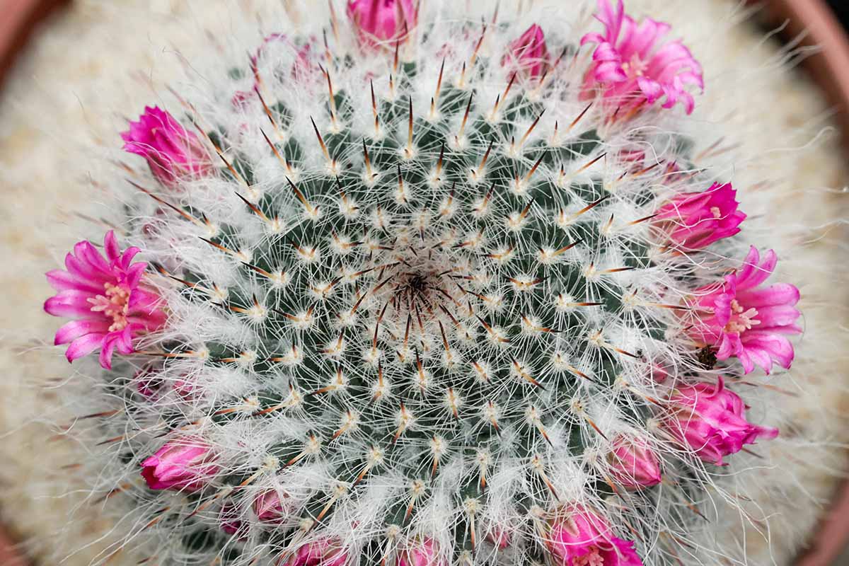 A close up top down image of a Mammillaria bocasana aka powder puff in full bloom with light pink flowers.