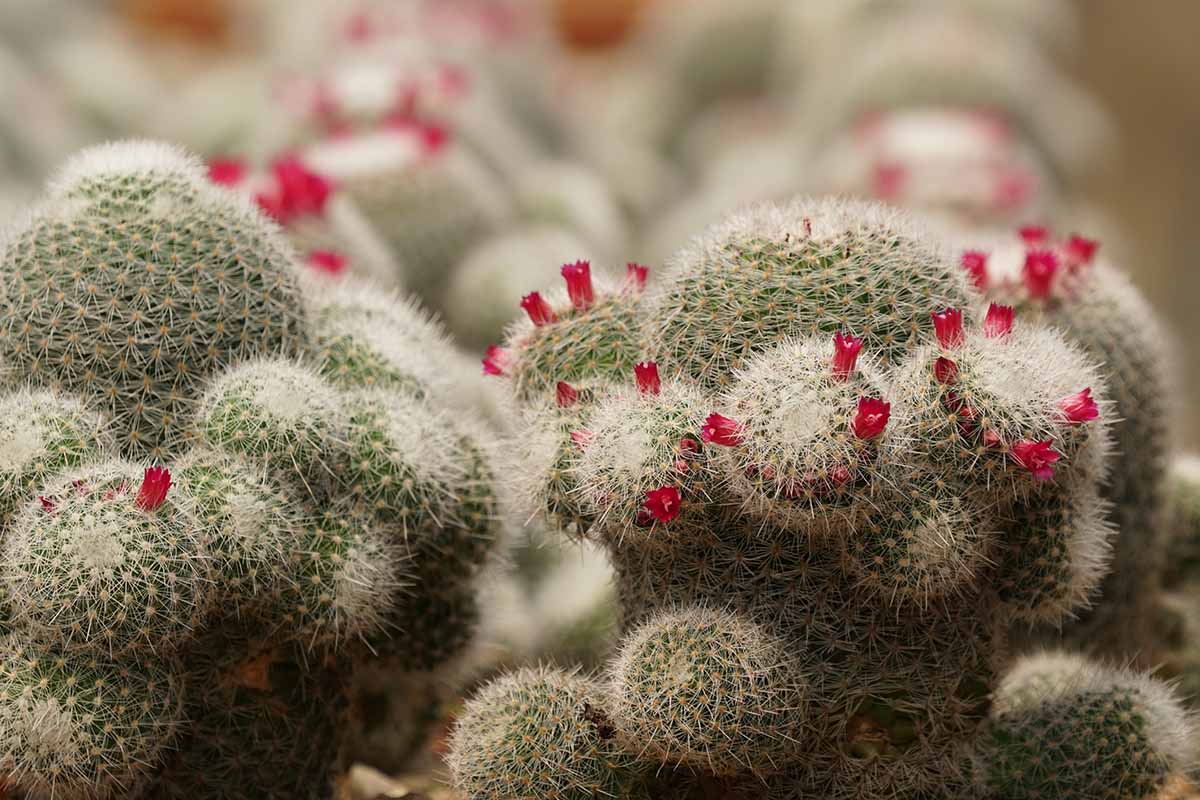 A close up horizontal image of Mammillaria bocasana aka powder puff cactus in bloom with small red flowers.