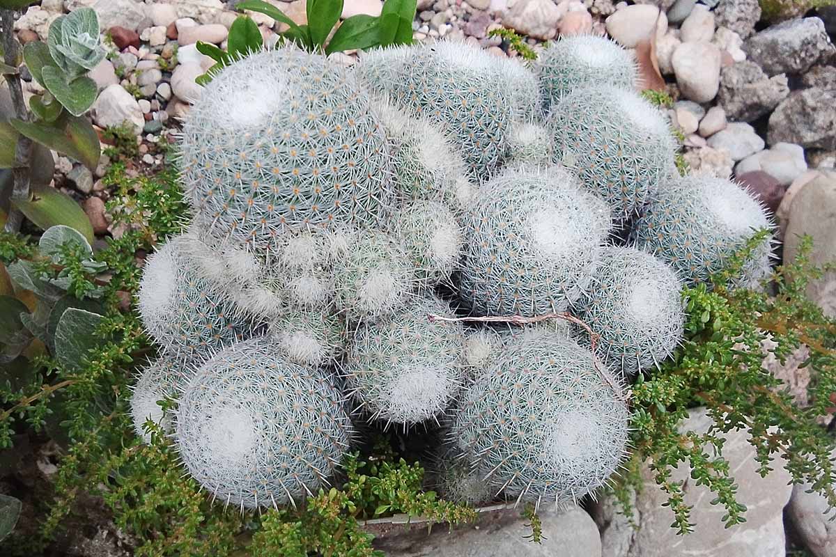 A close up horizontal image of a clump of powder puff cactus (Mammillaria) growing in a rock garden.