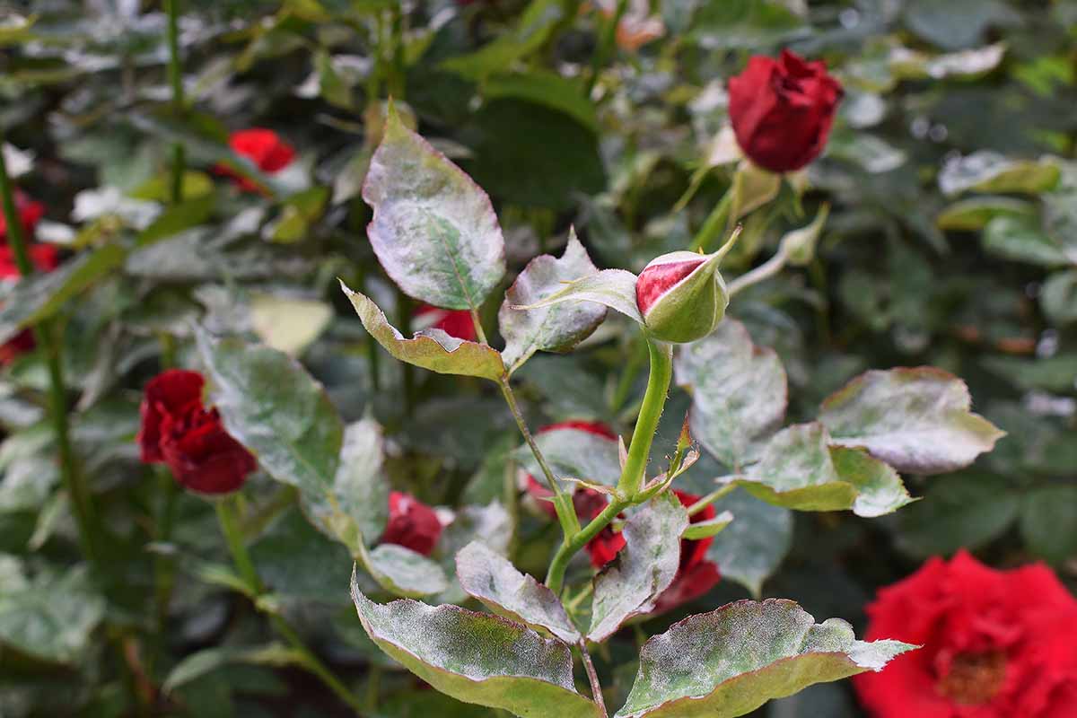 A close up of leaves showing powdery mildew, a common rose disease, pictured in bright sunlight with flowers and foliage in soft focus in the background.