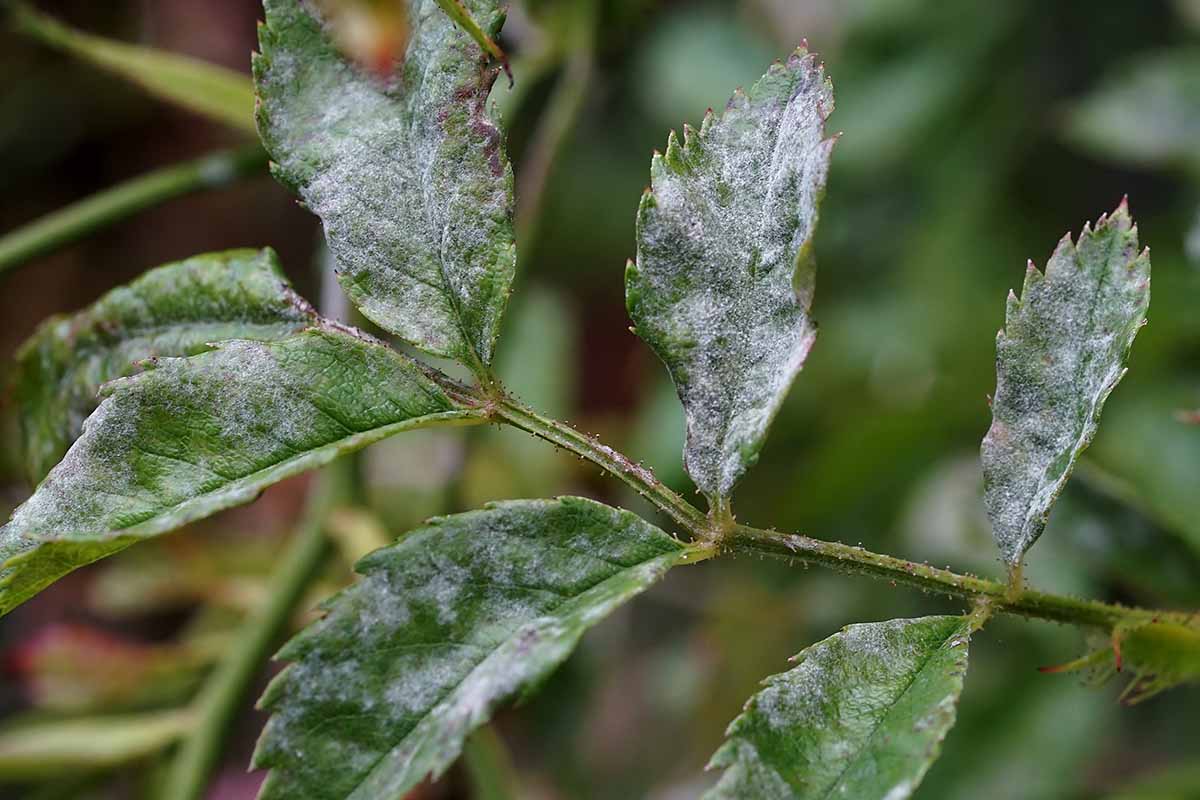 A close up of a stem and foliage of a plant suffering from powdery mildew, a fungal infection causing white patches on the leaves.