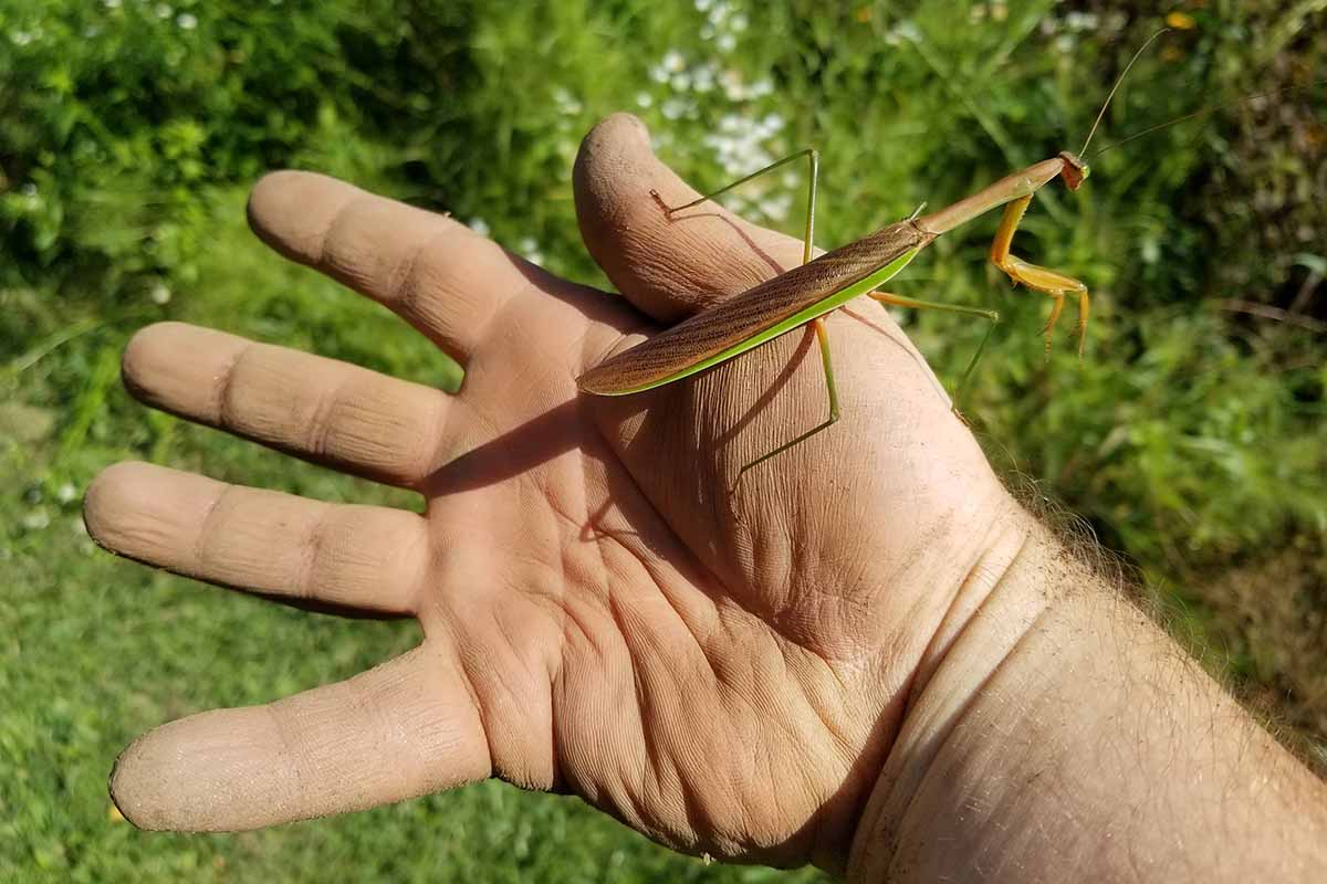 A close up horizontal image of a hand with an adult praying mantis on the palm.