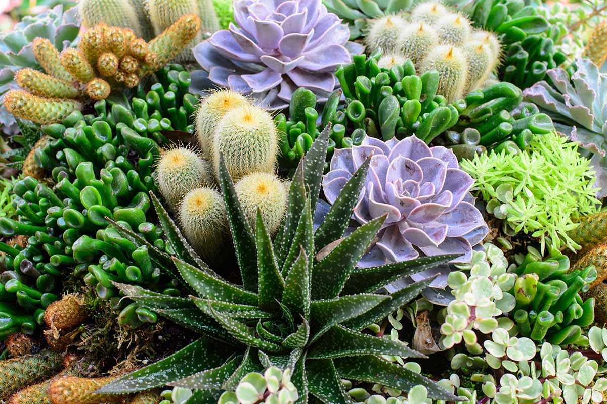 A close up horizontal image of various succulent plants in a garden setting.