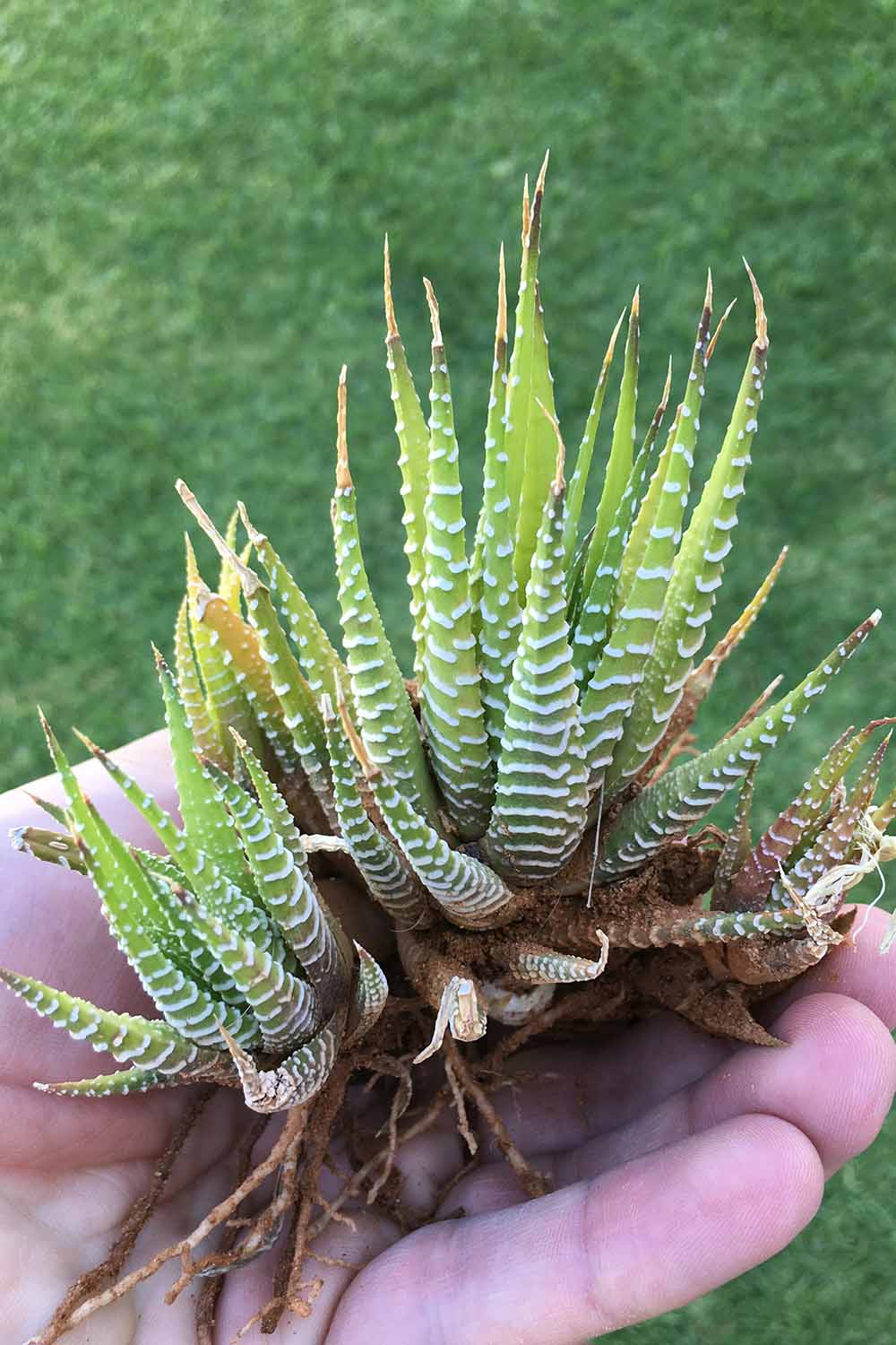 A close up vertical image of a hand holding a zebra cactus, or haworthia, with exposed roots, ready for dividing and starting new plants.