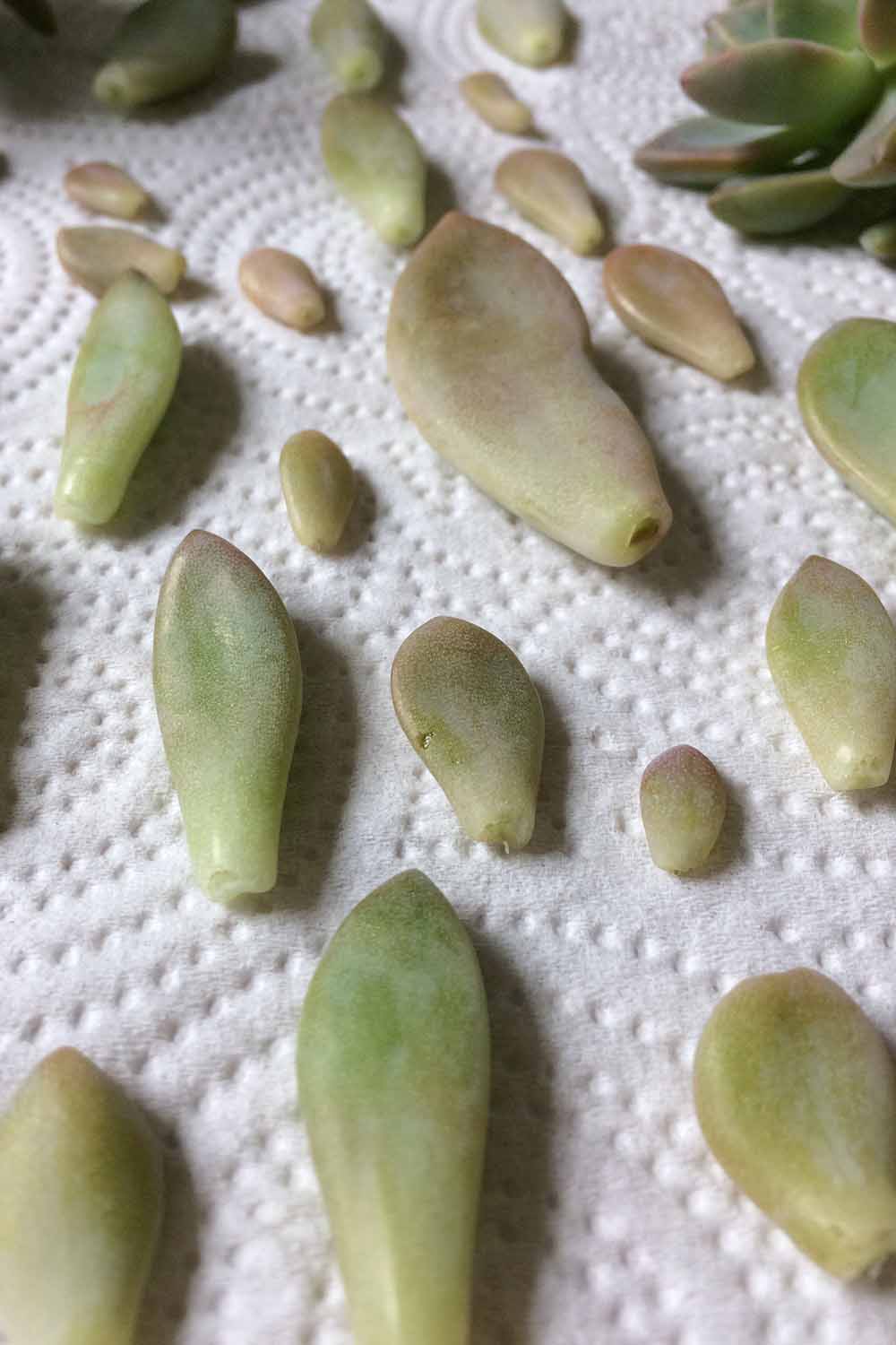 A close up vertical image of leaves removed from a succulent and set on a paper towel to dry.