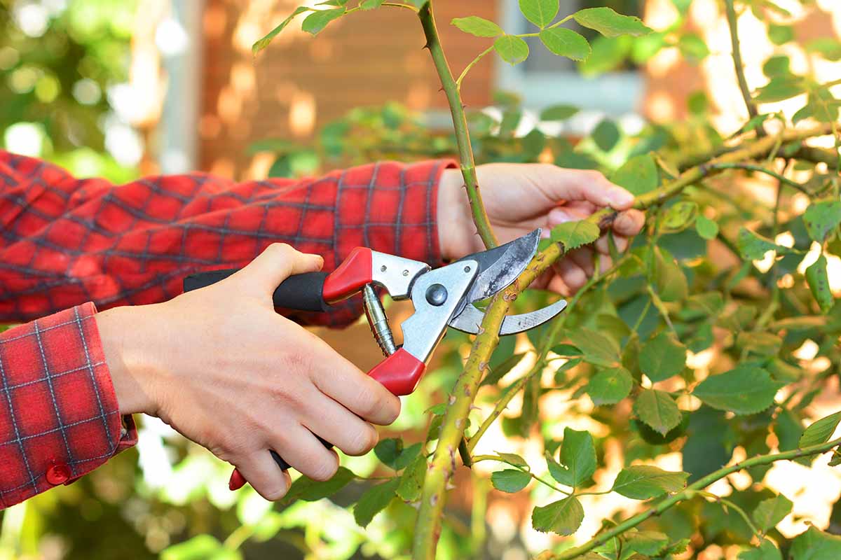 A close up of a hand from the left of the frame holding garden pruners and cutting a stem from a rose bush, in bright sunshine, on a soft focus background.