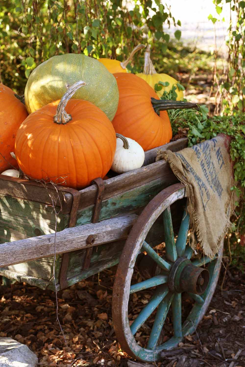 A vertical image of an antique cart full of pumpkins, orange, light green, yellow and white. In the background is soft focus foliage, and the ground is covered in fallen leaves, in light sunshine.
