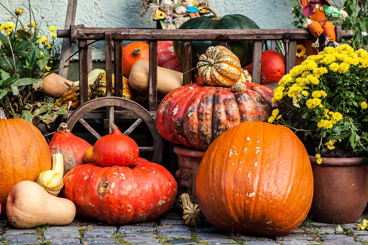 A display of pumpkins and gourds, a large orange one in the foreground and to the left large and small red ones. In the background is an antique wooden wagon, full of winter squash, with a fabric doll. To the right of the frame is a terra cotta pot with a plant with yellow flowers, the background is a stone wall.