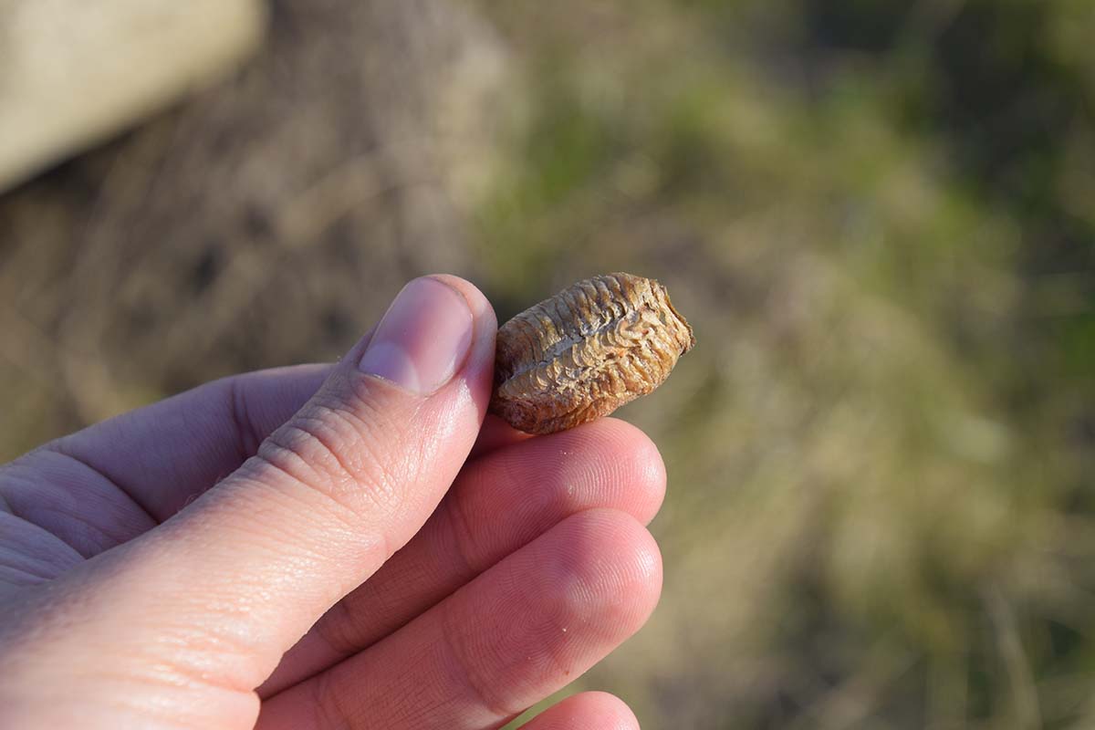 A close up horizontal image of a hand from the bottom of the frame holding a praying mantis egg mass pictured on a soft focus background.