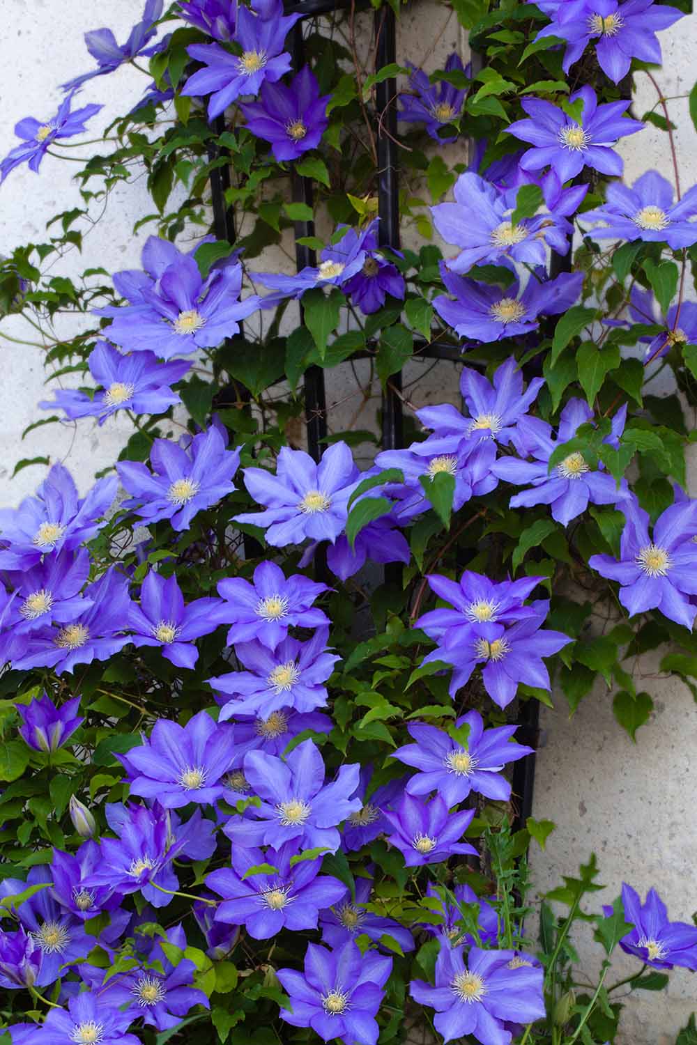 A close up vertical image of purple clematis vines growing up the side of a residence attached to a trellis.