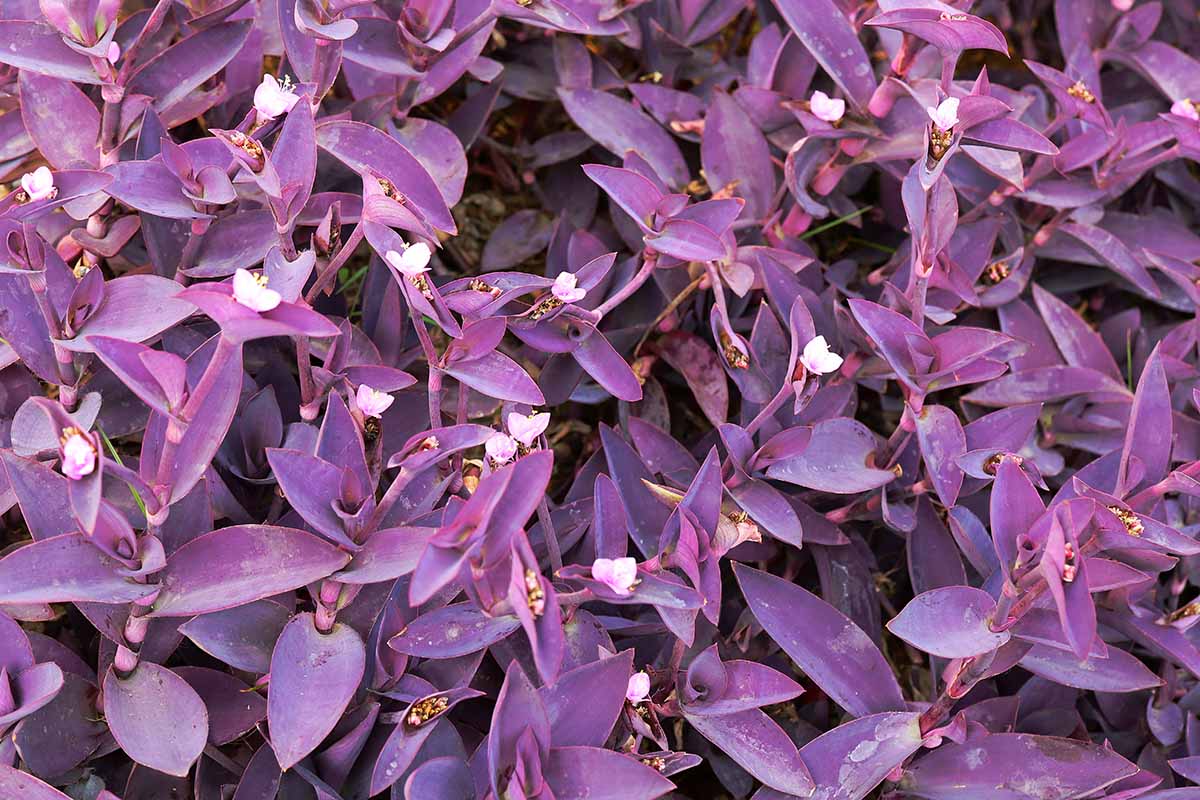 A close up horizontal image of Purple Heart Tradescantia growing as ground cover in the garden.