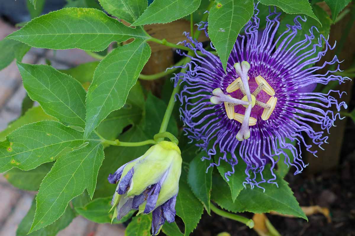 A close up horizontal image of bright purple passionflower flowers growing on the side of a home.