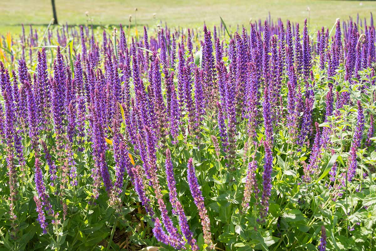 A close up horizontal image of a stand of purple salvia in bloom in the early autumn.