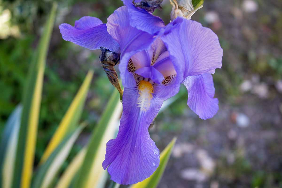 A close up horizontal image of a purple sweet iris flower pictured on a soft focus background.