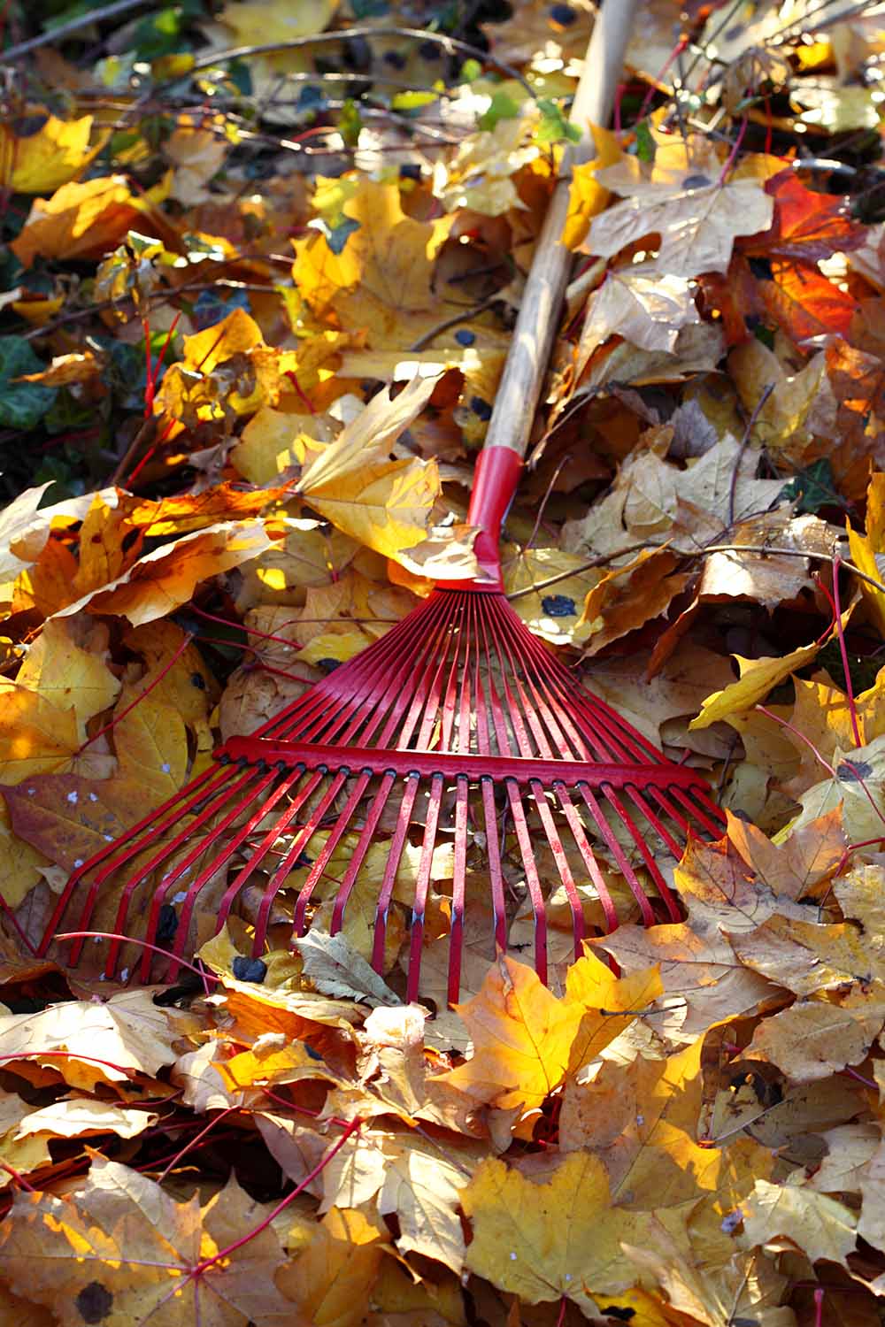 A close up vertical image of a red metal rake set amongst yellow and brown autumn leaves, pictured in filtered sunshine.