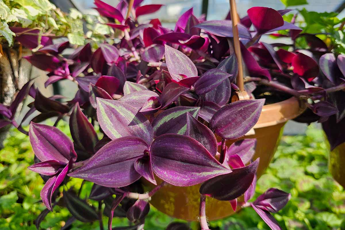 A close up horizontal image of Red Gem spiderwort growing in a hanging pot in light sunshine.
