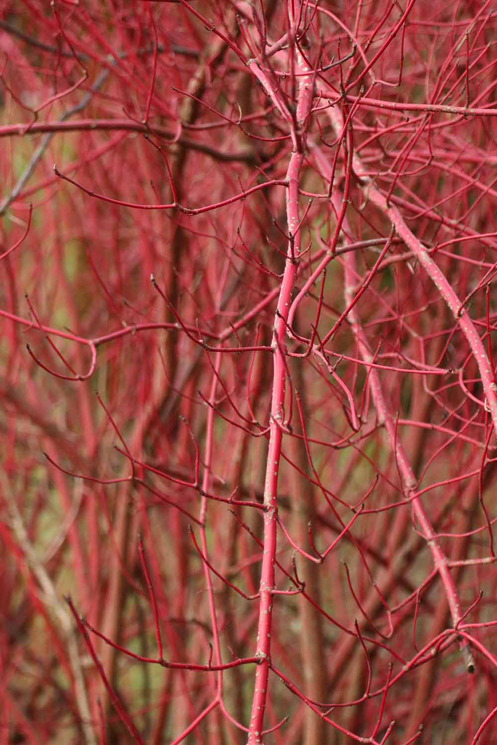 A close up vertical image of red osier dogwood stems after the leaves have dropped in autumn.